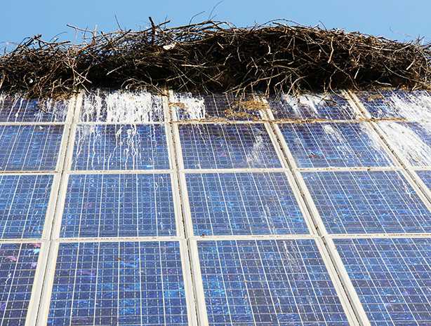 vogelkot auf pv anlage, vogelkot solarmodul, solaranlage vogelkot, photovoltaik vogelkot